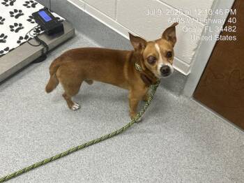 SCOUT -  Chihuahua and Mixed Breed Dog for Adoption in Ocala, Florida - SCOUT | PetCurious