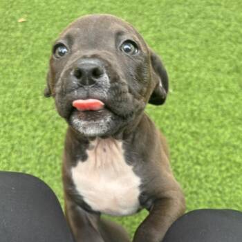 Sky pup 3380 -  Mixed Breed Dog for Adoption in Loxahatchee Groves, Florida - Sky Pup 3380 | PetCurious