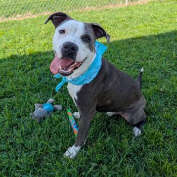 Petey (Adoption Fee SPONSORED!) -  Mixed Breed Dog for Adoption in Alabaster, Alabama - Petey (Adoption Fee SPONSORED!) | PetCurious