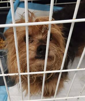 Yorkshire Terrier Dogs Available for Adoption in Republic, Missouri - Benson | PetCurious