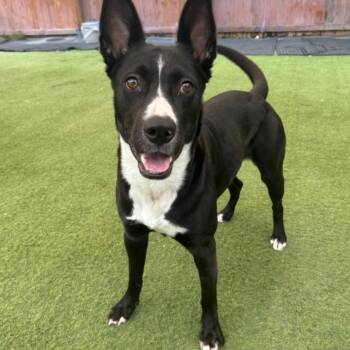 Nova -  Border Collie Dog for Adoption in Huntington, New York - Nova | PetCurious