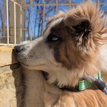 Elliott -  Mixed Breed Dog for Adoption in Bentonville, Arkansas - Elliott | PetCurious