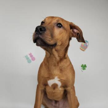 Labrador Retriever Dogs Available for Adoption in Fort Wayne, Indiana - Jelly Bean | PetCurious