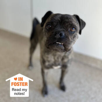 Rescue Pug Dogs for Adoption in Kanab, Utah - Tucker | PetCurious