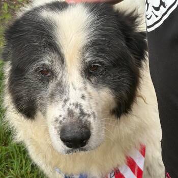 Journey -  Great Pyrenees Dog for Adoption in Pekin, Illinois - Journey | PetCurious