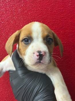 A255385 -  Mastiff and Mixed Breed Dog for Adoption in Visalia, California - A255385 | PetCurious