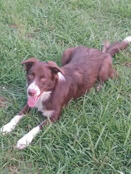 Callie -  Border Collie and Australian Shepherd Dog for Adoption in Watertown, Connecticut - Callie | PetCurious