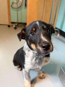 Shetland Sheepdog Sheltie and Australian Cattle Dog Blue Heeler Dogs Available for Adoption in Ashland, Wisconsin - SH3 Cassian | PetCurious