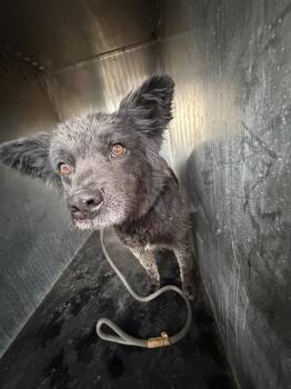 Australian Cattle Dog Blue Heeler Dogs Available for Adoption in West Valley City, Utah - TRUFFLE | PetCurious