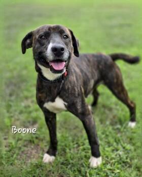 Boone -  Mixed Breed Dog Available for Adoption in Watkinsville, Georgia - Boone | PetCurious