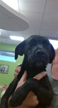 Rescue Labrador Retriever and Mixed Breed Dogs for Adoption in Louisville, Kentucky - A788627 | PetCurious