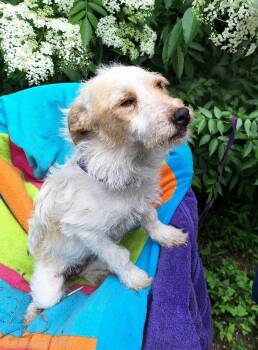 Jack Russell Terrier and Papillon Dogs Available for Adoption in Missouri City, Texas - Flaviana OR14391-T | PetCurious