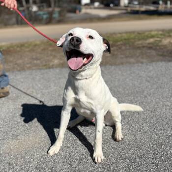 American Staffordshire Terrier Dogs Available for Adoption - Shark | PetCurious