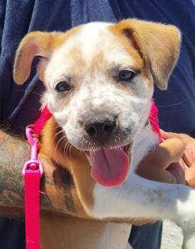 Boxer and Mixed Breed Dogs Available for Adoption in Pahrump, Nevada - Belle (Meadow) | PetCurious