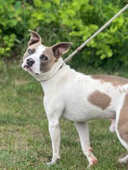 Mixed Breed Dogs Available for Adoption in Muskegon, Michigan - Woody (foster) | PetCurious