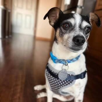 Mixed Breed Dogs Available for Adoption in De Pere, Wisconsin - Marco | PetCurious