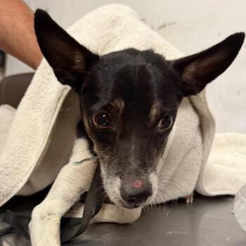 Henry -  Rat Terrier and Mixed Breed Dog for Adoption in Yuma, Arizona - Henry | PetCurious