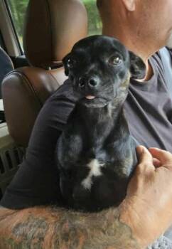 Rescue Chihuahua Dogs for Adoption in Chelsea, Alabama - Mamma Jill | PetCurious