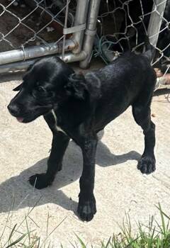 Rescue Mixed Breed Dogs for Adoption in Bruce, Mississippi - Flip | PetCurious