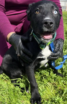 Rescue Pumi and Husky Dogs for Adoption in Stockton, California - Ethan | PetCurious