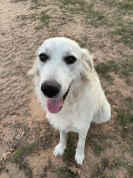 Rescue Great Pyrenees Dogs for Adoption in Quinlan, Texas - Charlotte SAT | PetCurious
