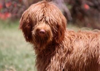 Rylee -  Golden Retriever and Standard Poodle Dog for Adoption in Glendale, Arizona - Rylee | PetCurious