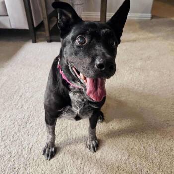 Rescue Cattle Dog and Mixed Breed Dogs for Adoption in Tomball, Texas - Daisy | PetCurious