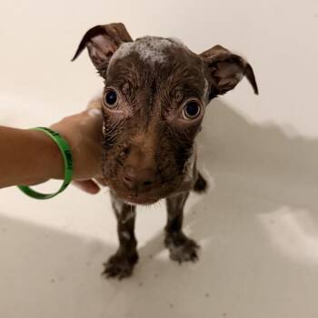 Ozzy -  Labrador Retriever and Catahoula Leopard Dog Dog for Adoption in New Orleans, Louisiana - Ozzy | PetCurious