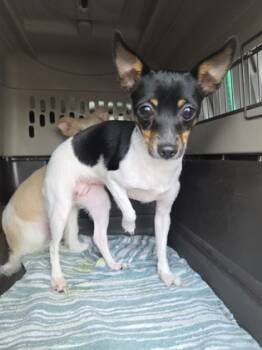 Rescue Rat Terrier and Chihuahua Dogs for Adoption in Malvern, Pennsylvania - Mabel | PetCurious