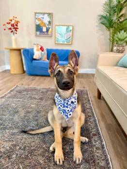 Lyra Love Floppy Eared Cutie -  German Shepherd Dog and Labrador Retriever Dog for Adoption in Friendswood, Texas - Lyra Love Floppy Eared Cutie | PetCurious