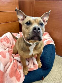 American Staffordshire Terrier Dogs Available for Adoption in Cape Coral, Florida - Croissant | PetCurious