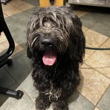 Cher -  Mixed Breed Dog for Adoption in Chattanooga, Tennessee - Cher | PetCurious