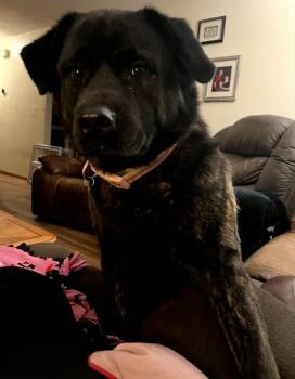Rescue Labrador Retriever Dogs for Adoption in Hamilton, Ohio - Gloria | PetCurious