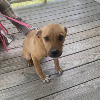 Terrier Dogs Available for Adoption in Greensboro, North Carolina - Beach Bum | PetCurious