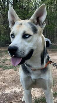 King -  Siberian Husky Dog Available for Adoption in Johns Creek, Georgia - King | PetCurious