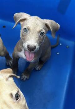 FLINT -  Mixed Breed Dog for Adoption in Dallas, Texas - FLINT | PetCurious