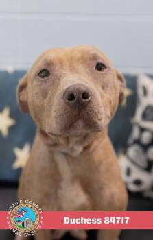 Duchess -  American Bulldog Dog for Adoption in Mobile, Alabama - Duchess | PetCurious