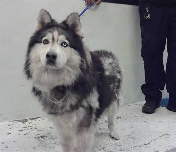 Siberian Husky and Mixed Breed Dogs Available for Adoption in Houston, Texas - DAKOTA | PetCurious