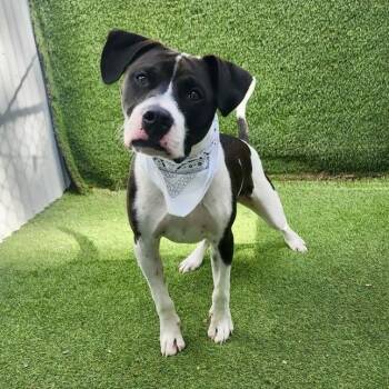 Caesar -  American Staffordshire Terrier and Mixed Breed Dog for Adoption in Houston, Texas - Caesar | PetCurious
