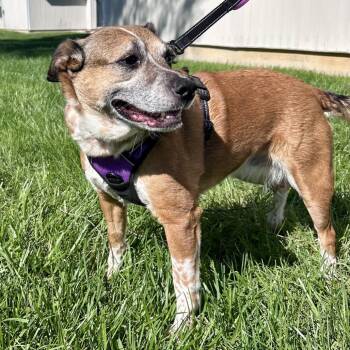 Cattle Dog Dogs Available for Adoption in Peculiar, Missouri - Alice | PetCurious