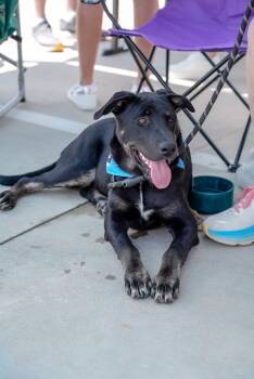 Rescue Pit Bull Terrier and Belgian Shepherd Malinois Dogs for Adoption in Conroe, Texas - Beau (Charity Litter) | PetCurious