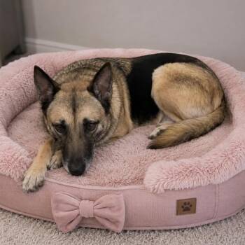 GISSELLE GS -  German Shepherd Dog Dog for Adoption in Lucas, Texas - GISSELLE GS | PetCurious