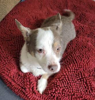 Daisy -  Corgi Dog for Adoption in Coatesville, Pennsylvania - Daisy | PetCurious