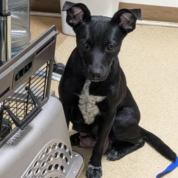 Terrier and Mixed Breed Dogs Available for Adoption - Winifred (Winnie) | PetCurious