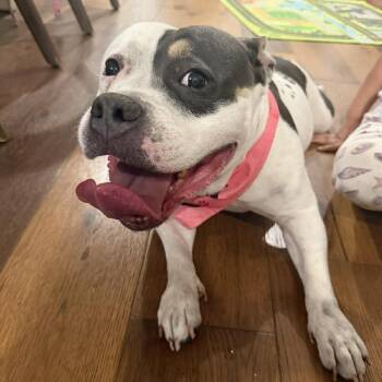 American Bulldog Dogs Available for Adoption in Tampa, Florida - Halo | PetCurious
