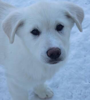 Great Pyrenees and Shepherd Dogs Available for Adoption - Snowcap (The Mountain Litter)  | PetCurious
