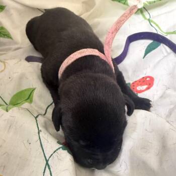 Melody -  Mixed Breed Dog for Adoption in Milton, Florida - Melody | PetCurious