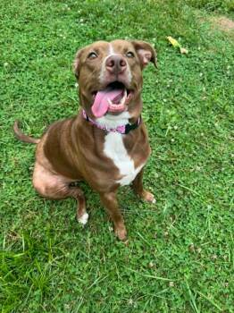 Maple Anne -  Pit Bull Terrier and Mixed Breed Dog for Adoption in Marion, Ohio - Maple Anne | PetCurious