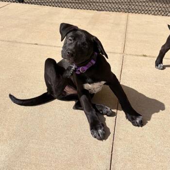 Mixed Breed Dogs Available for Adoption in Bend, Oregon - Dana | PetCurious