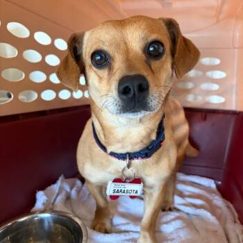 Sarasota -  Chihuahua Dog for Adoption in Wake Forest, North Carolina - Sarasota | PetCurious